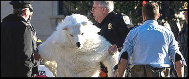C'est Dimanche - Arrestation d'un ours polaire !