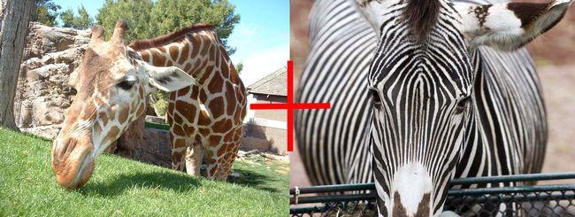 Girafe+zèbre