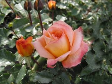 COMME AU PRINTEMPS medium_roses_oranges.jpg