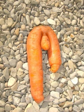 La famille des carottes cf76437ab1c973db276779c6ba52c409.jpg