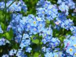 JARDIN ET FLEURS medium_Myosotis.jpg