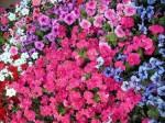 JARDIN ET FLEURS medium_petunia.jpg