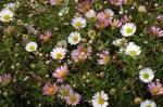 JARDIN ET FLEURS medium_marguerites.jpg
