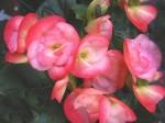 JARDIN ET FLEURS medium_begonias.jpg