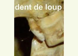 dent de loup Un métier nouveau à Ampus !