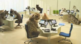 Les chatons de Bouygues Telecom Les chatons de Bouygues Telecom