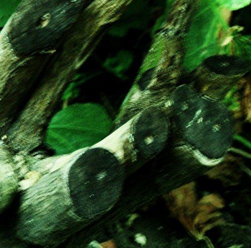 Fantômes des bois. fantomes-des-bois 0932