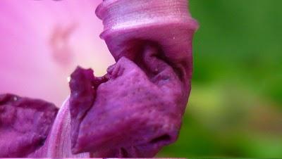 Challenge nuancier : réflexion en violet Challenge nuancier : réflexion en violet