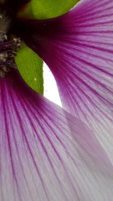 Challenge nuancier : réflexion en violet Challenge nuancier : réflexion en violet