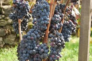 vignes vignes