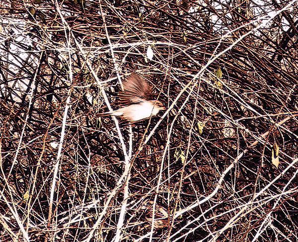 Bird of Central Park 3