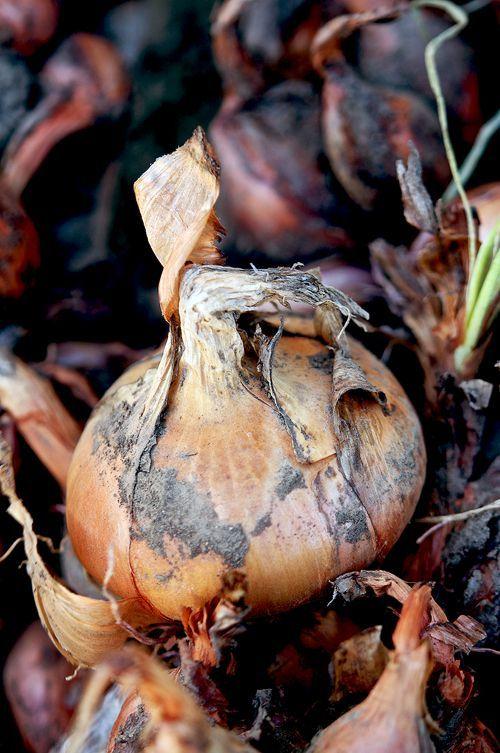 Tartines pour une fin d'été… DSC_9394