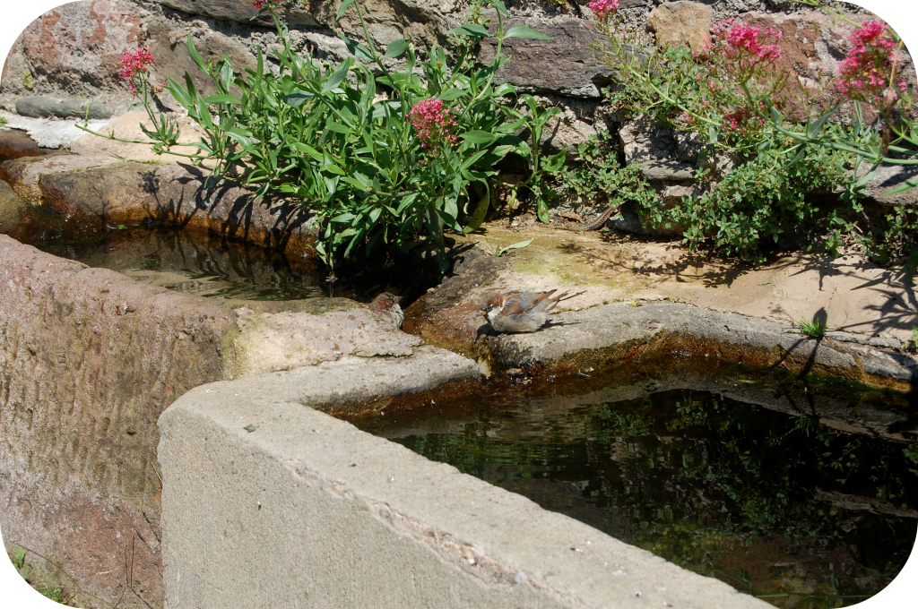 MoineauTrempette Conques