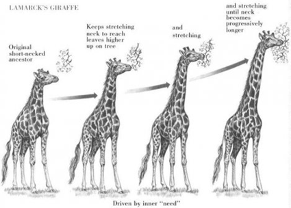 L'exemple de la giraffe de Lamarck L'exemple de la giraffe de Lamarck