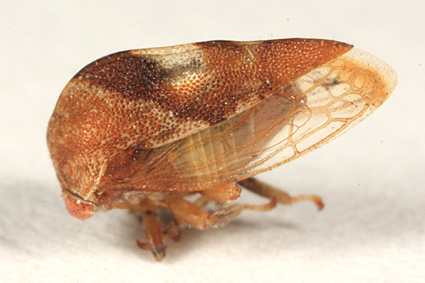 Cyrtolobus funkhouseri Cyrtolobus funkhouseri