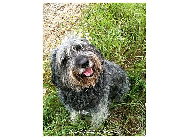 GELEE DE MÛRES CUVEE 2011 bulles.jpg