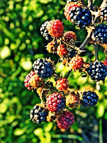 Tarte Briochée aux Pommes & Mûres Tarte Briochée aux Pommes & Mûres