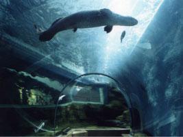 L’aquarium de Kobe