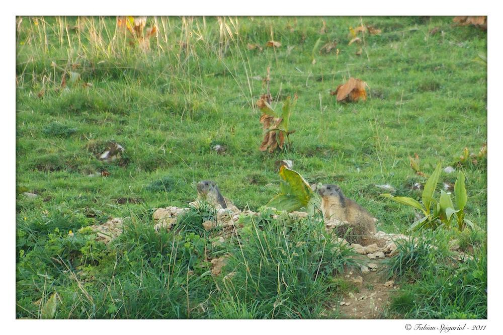 Deux marmottes dans la région du Creux-du-Van Le bonjour des marmottes…