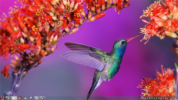 BeautifulBirds 20 thèmes Windows 7 les plus populaires à télécharger gratuitement