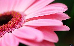 Les jeux du dimanche GERBERA ROSE