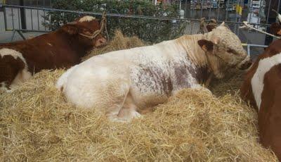 fourmofolies fourmofolies