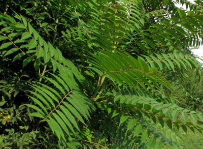 Ailanthus altissima (Ailanthe) : espèce invasive à court terme en Lorraine ?