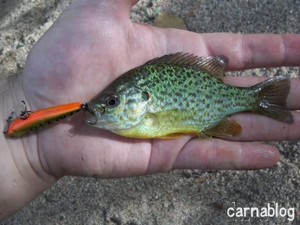 Lancer léger meurtrier en Loire II (04/09/2011) 04-09-2011(7)