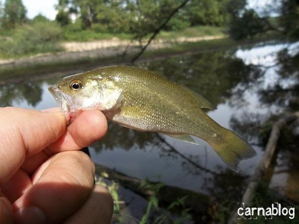 Lancer léger meurtrier en Loire II (04/09/2011) 04-09-2011(8)