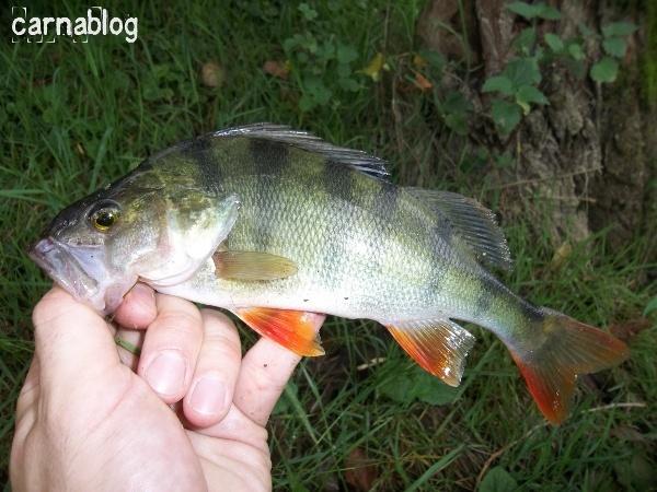 Lancer léger meurtrier en Loire II (04/09/2011) 04-09-2011(5)