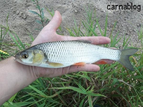 Lancer léger meurtrier en Loire II (04/09/2011) 04-09-2011(3)