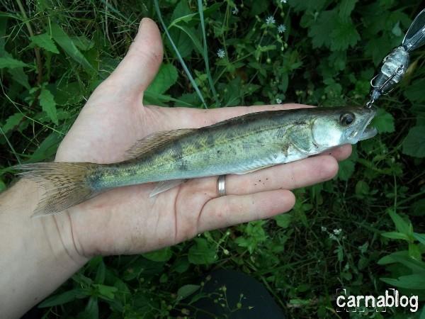Lancer léger meurtrier en Loire II (04/09/2011) 04-09-2011(6)