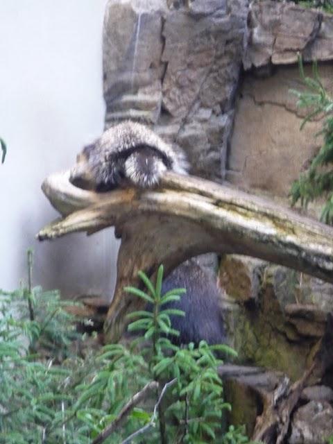 Une demi-journée au Biodôme Une demi-journée au Biodôme
