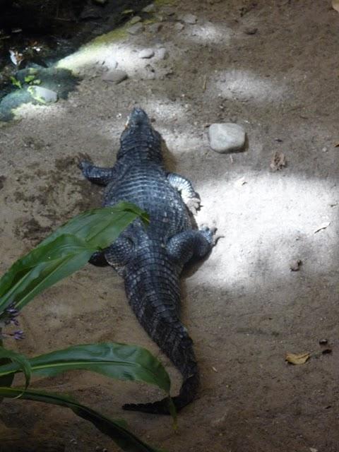 Une demi-journée au Biodôme Une demi-journée au Biodôme