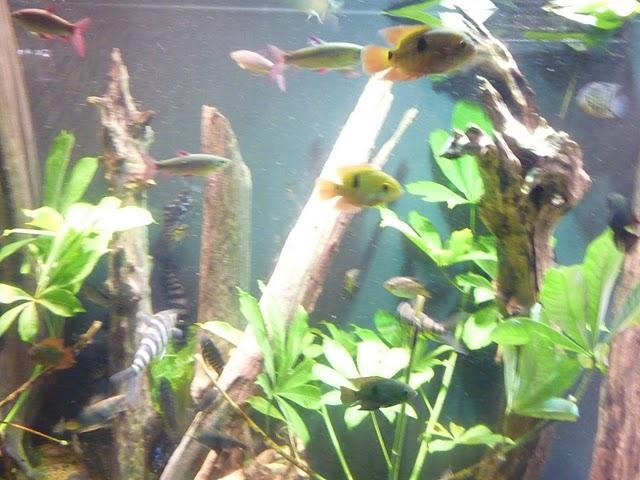 Une demi-journée au Biodôme Une demi-journée au Biodôme