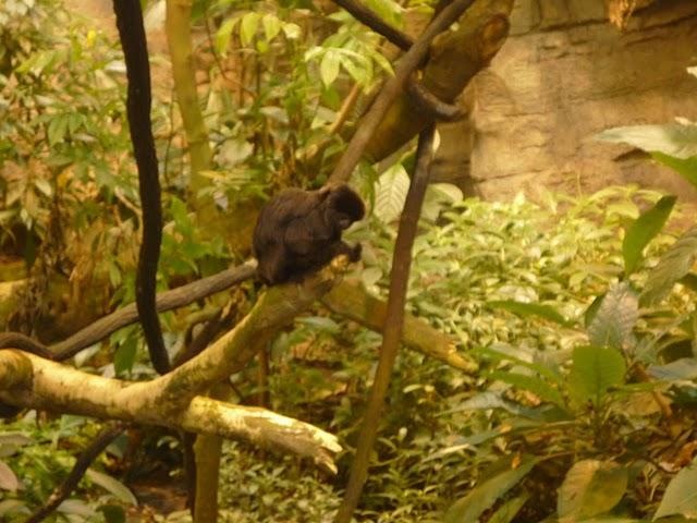 Une demi-journée au Biodôme Une demi-journée au Biodôme