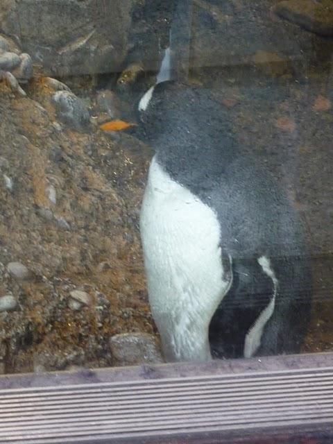 Une demi-journée au Biodôme Une demi-journée au Biodôme
