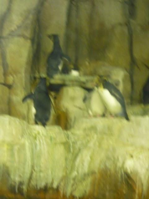 Une demi-journée au Biodôme Une demi-journée au Biodôme