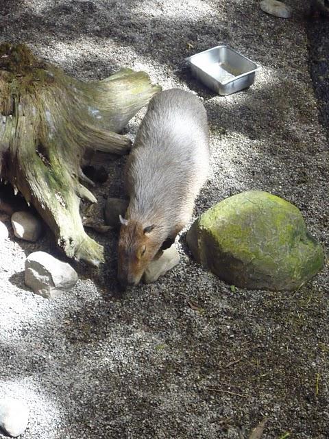 Une demi-journée au Biodôme Une demi-journée au Biodôme