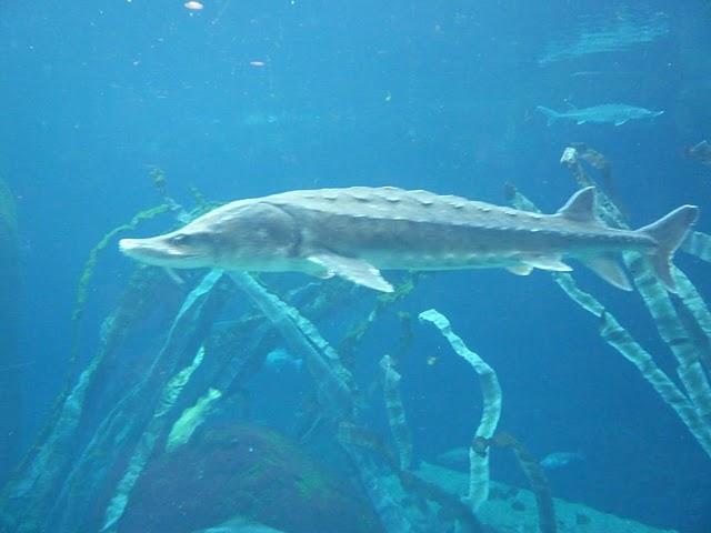 Une demi-journée au Biodôme Une demi-journée au Biodôme