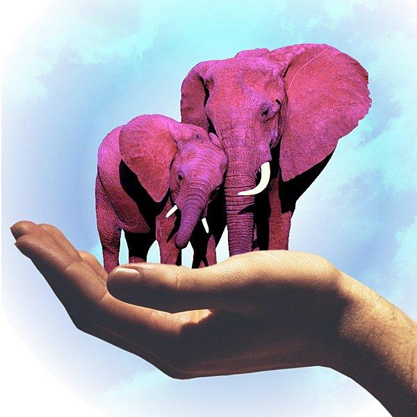 Un-elephant-dans-la-main-ROSE.jpg