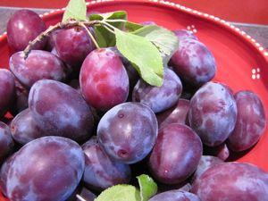 Tartelettes aux quetsches IMG_2685