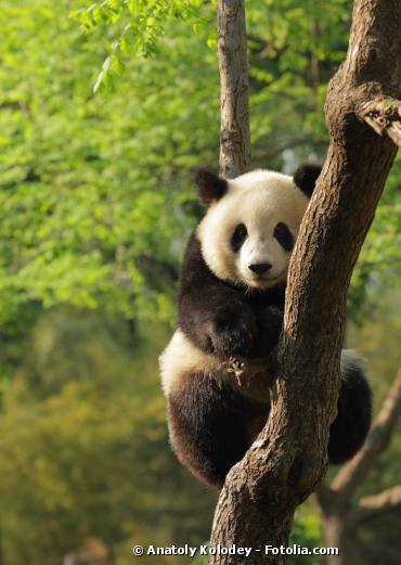 Insolite : des excréments de panda pour produire du biocarburant !