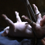 castrationpiglet Castration de porcs laissez les pendouiler