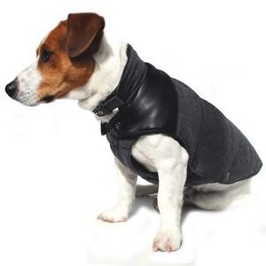 Et voilà! Vous l'attendiez, elle est arrivée :) manteau chien jack-russel