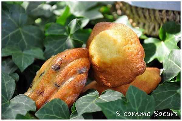Madeleines aux pépites de Chocolat ( recette Valrhona) madeleinespépites