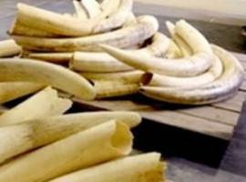 trafic d'ivoire afrique malaisie chine