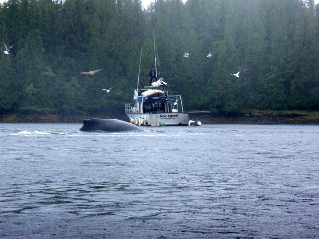 Croisière en Alaska: Se Sentir Petit Depuis un Kayak de Mer