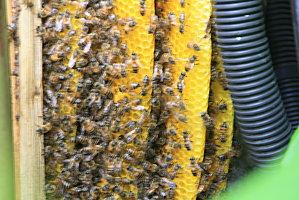 abeille guadeloupéenne aout-09-003.JPG