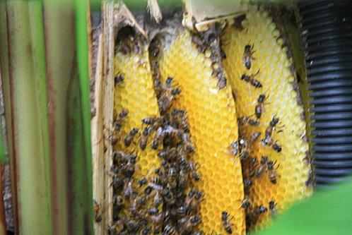 abeille guadeloupéenne aout-09-004.JPG